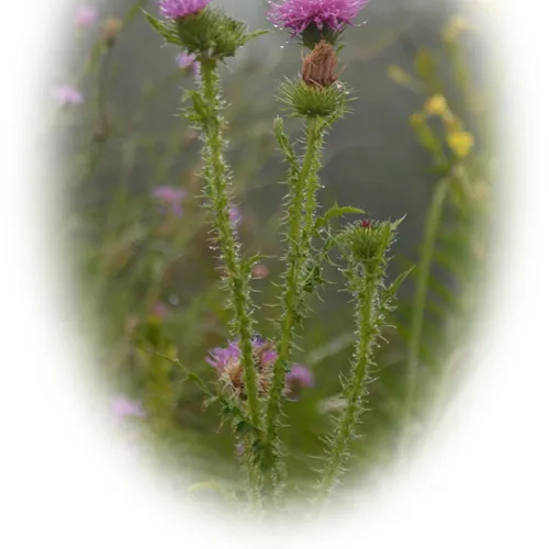Purple Round
