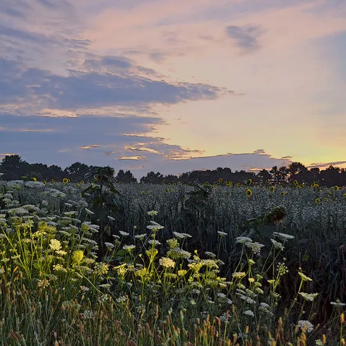 Hoffner Farm 18