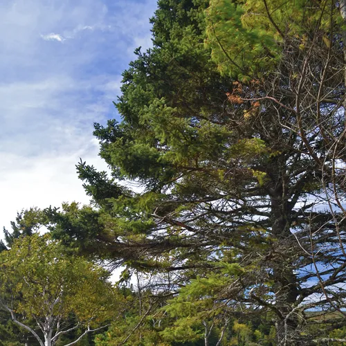 Acadia Trail 2