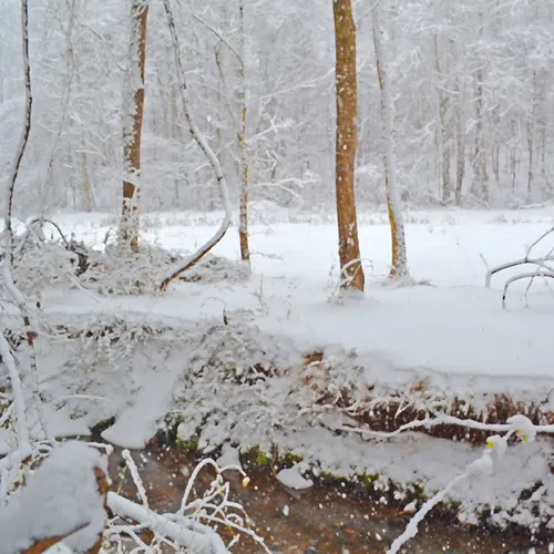 Creek Branch 5
