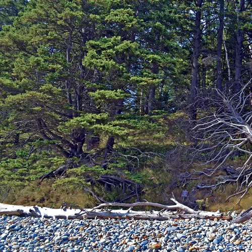 Acadia Shore 9