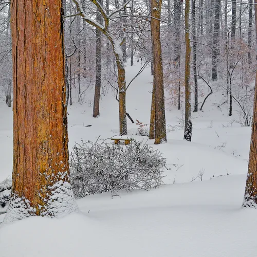 Yard Snow 8
