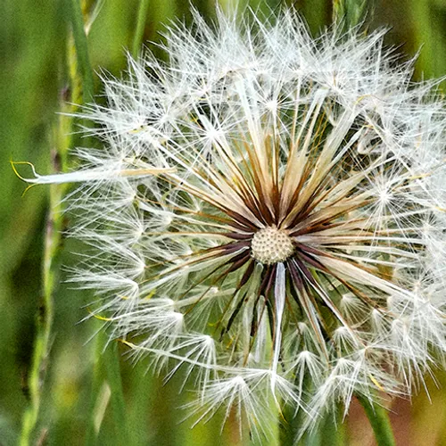 Dandelionpuff 1