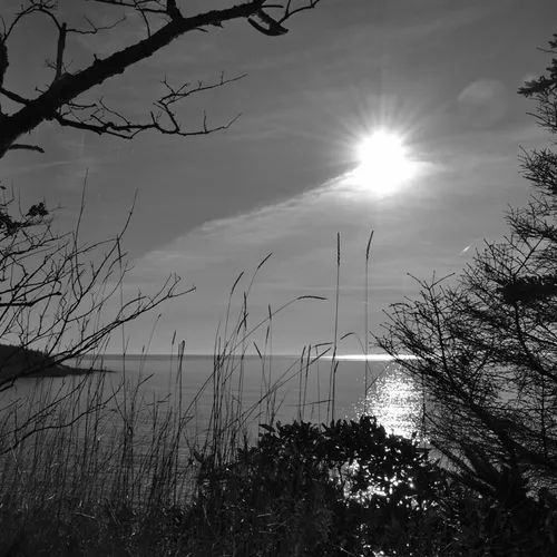 Acadia Grass 2