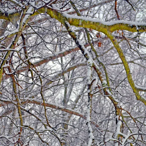 Yard Snow 23