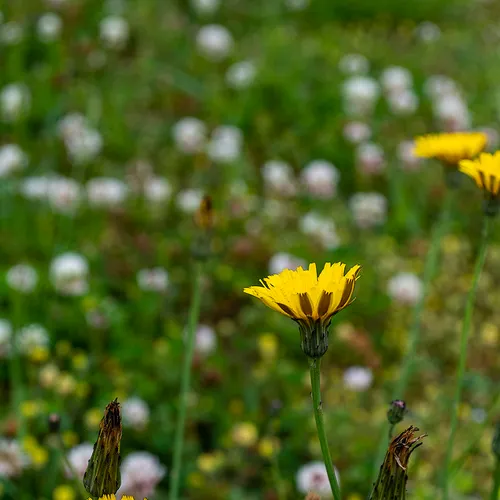Dandelion 1