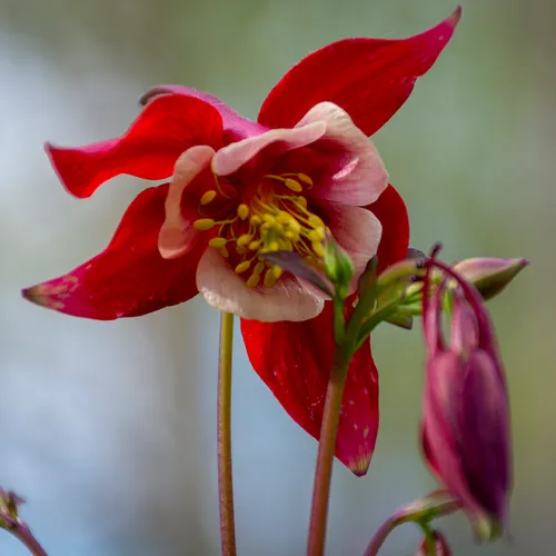 Flower 1