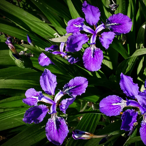Iris 4