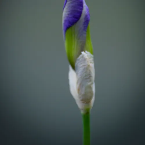 Iris 1
