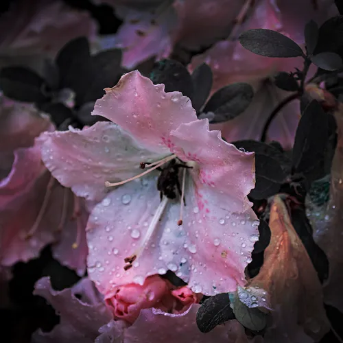 Azaleaspink 1