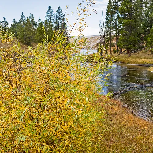 Yellowstone 1