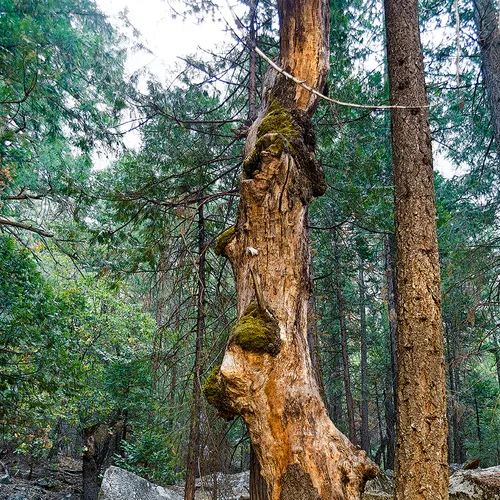 Yosemite 61