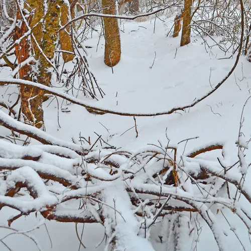 Backyard 5