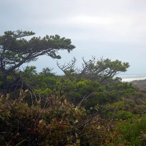 Cape Cod 7
