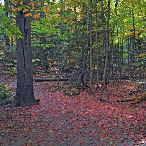 Fall Color 2