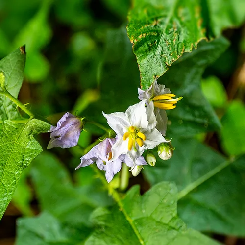 Weedflower 1