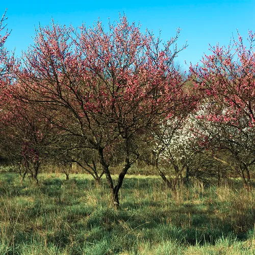 Bloomingtrees 2