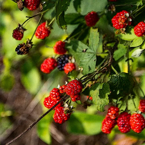Blackberriesred 1