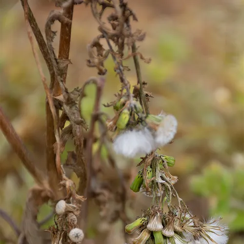 Driedflower 1