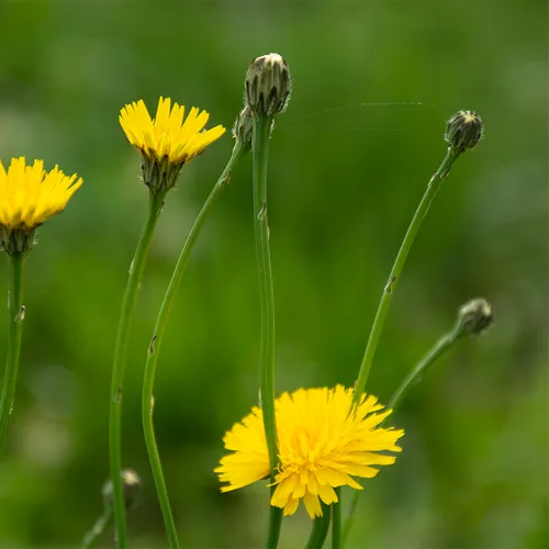 Dandelions 2