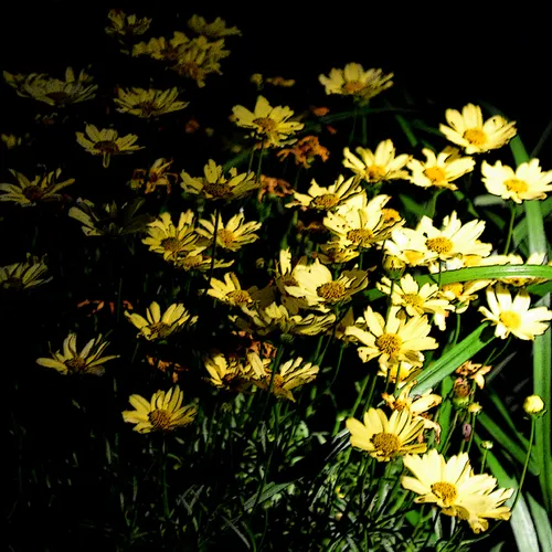 Yellow Daisies